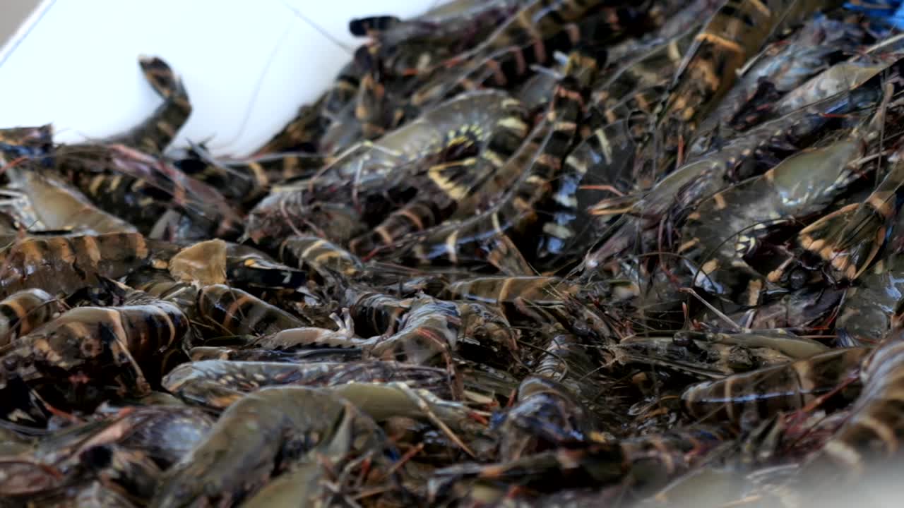 Freshly caught black king prawns slide up onto conveyor belt as a part of the processing line.