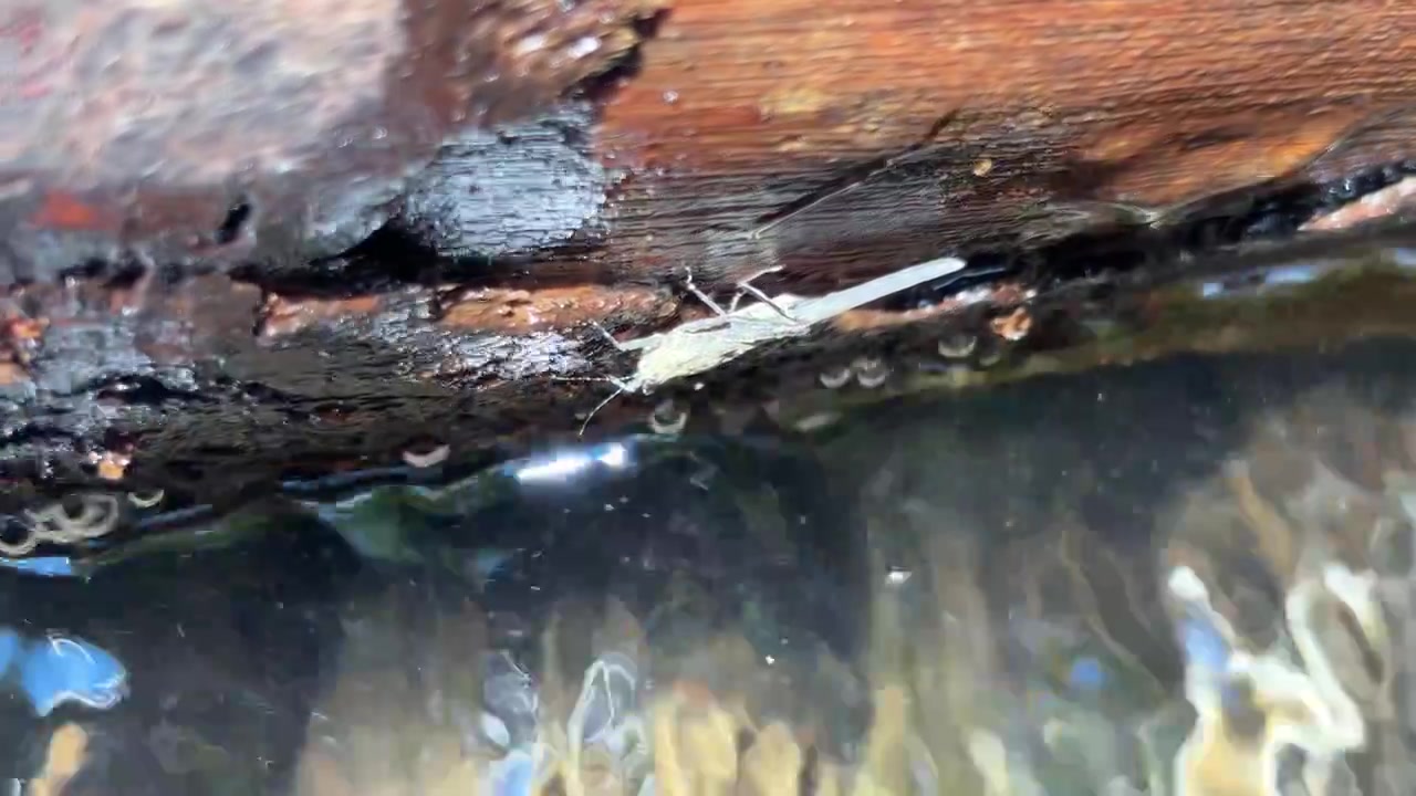 Small Insect Resting on Wet Log Above Flowing Stream