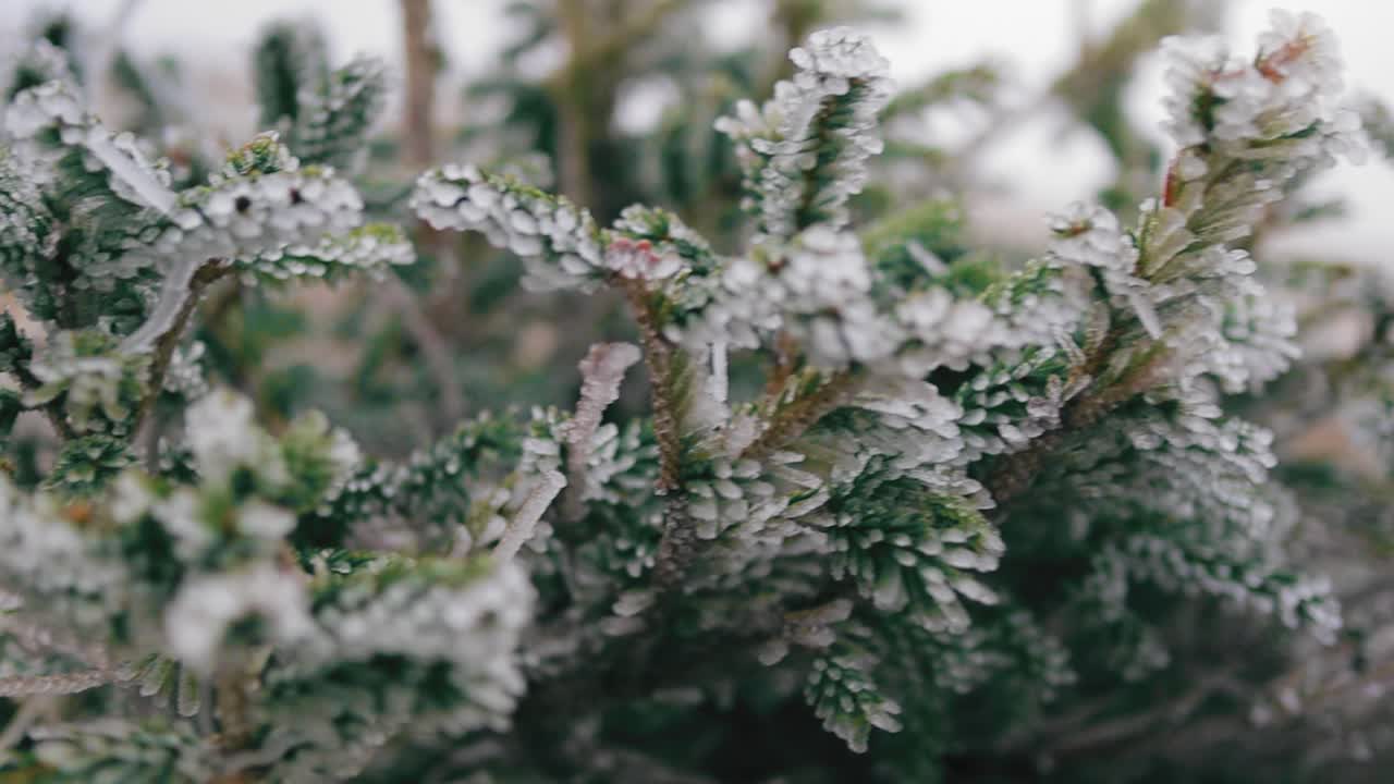 Roll left to right over freezing pine branches