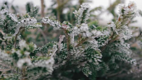 Roll-left-to-right-over-freezing-pine-branches