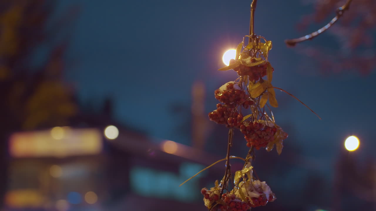 은 열매와 가을 잎으로 길거리 조명에 의해 조명 된 나무 가지의 클로즈업, 밤에 배경과 주거 건물에서 지나가는 흐릿한 트럭