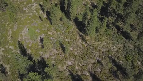 drone-flying-over-pine-trees-in-forest