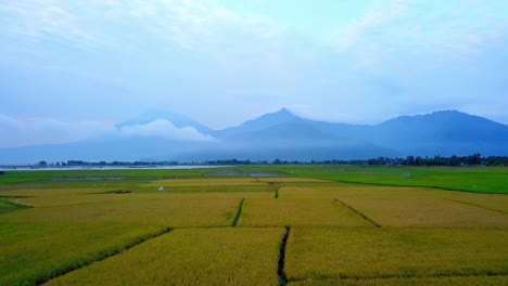 Drone-Vista-Aérea-De-Los-Campos-De-Arroz-En-Indonesia-Con-Montañas-Y-Nubes