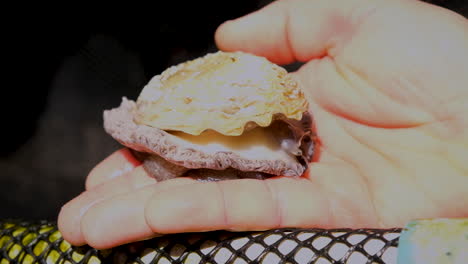 mobile live south african abalone glides on caucasian hand