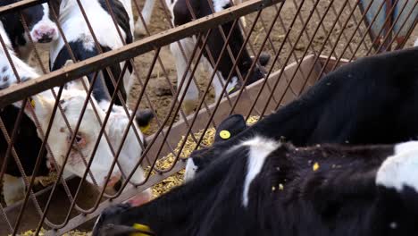 Turkey,-on-the-cow-farm,-cows-eating,-milking-cows,-milking,-milk