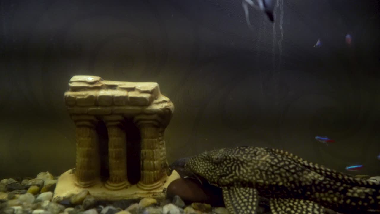 tanque de peces con decoraciones y peces