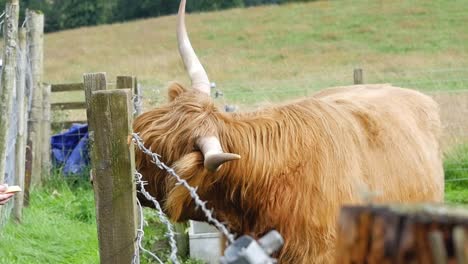 slow motion shot of rustic highland cattle cow being feed through barbed wire fence on scottish farm edinburgh scotland uk 1920x1080 hd