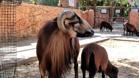 a goat with curved horns stands in a sunlit zoo enclosure with others nearby