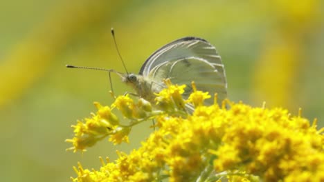 pieris brassicae, the large white butterfly, also called cabbage butterfly. large white is common throughout europe, north africa and asia often in agricultural areas, meadows and parkland.