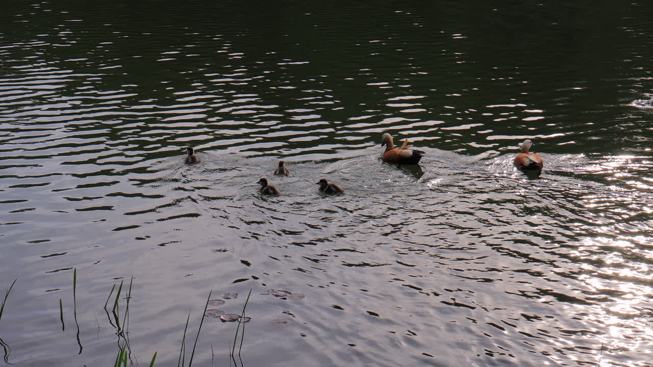 A duck family swims gracefully with her ducklings in a tranquil lake, capturing the essence of nature and nurturing wildlife in a beautiful, serene setting.