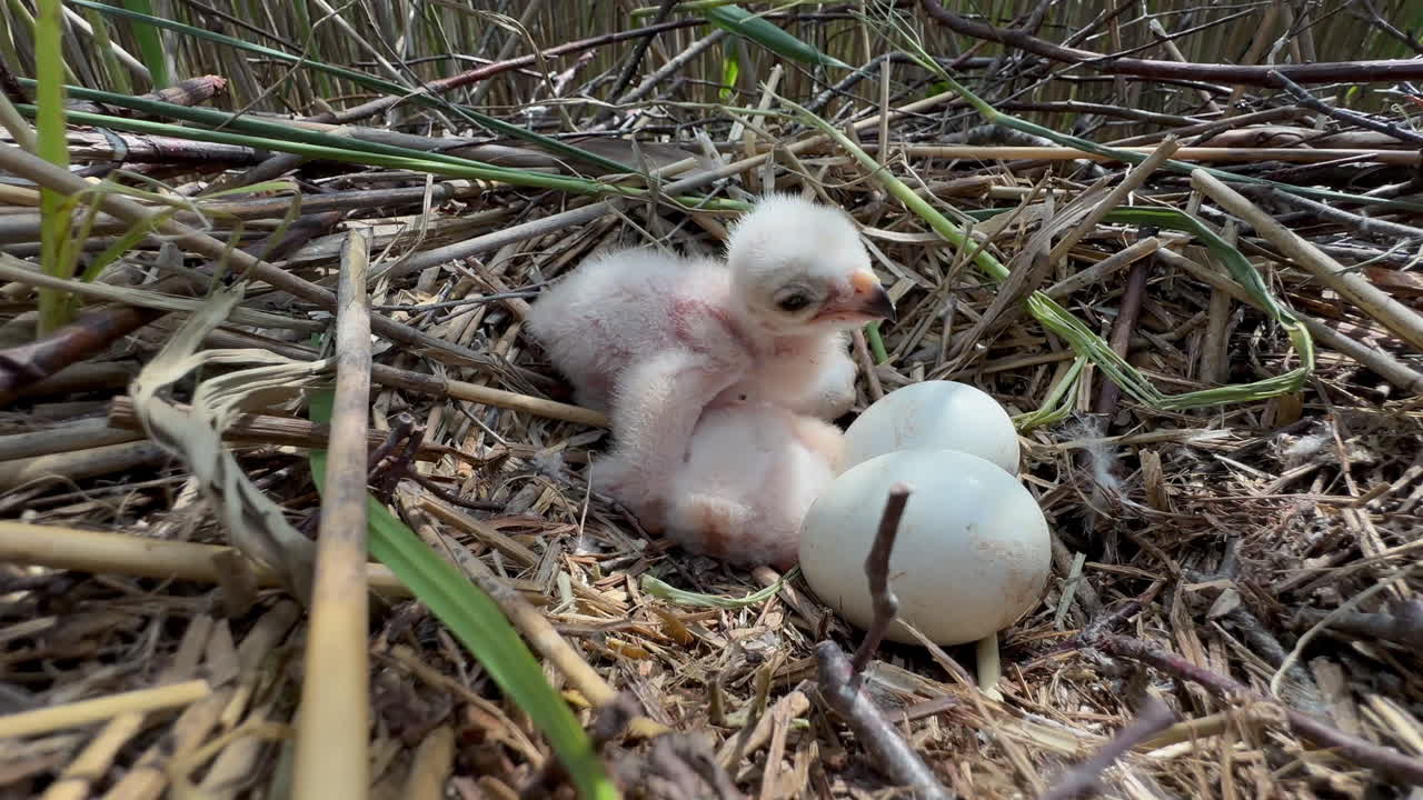 Western marsh harrier (Circus aeruginosus) in a nest with another chick and two eggs