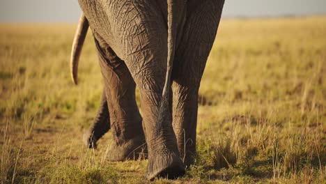 slow motion of african elephant from behind in masai mara, tail walking away from camera, showing rear end close up of backside, bottom of large male bull in kenya, maasai mara, africa