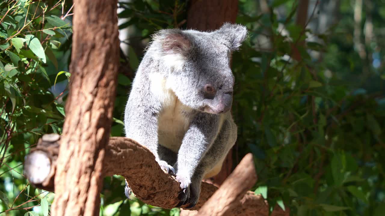 L'adorabile koala seduto su un ramo d'albero