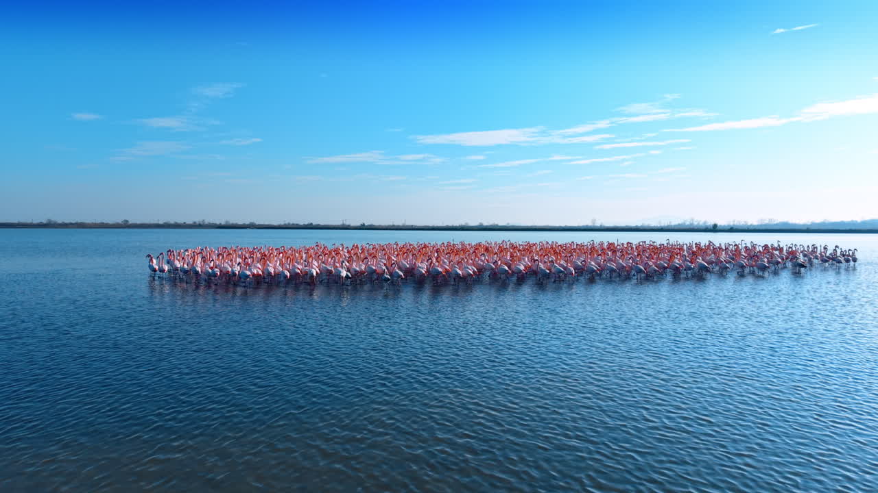 Sakin su üzerinde geniş flamingo sürüsü manzarası. Berrak mavi gökyüzü altında bir gölün ortasında büyük bir flamingo grubunun panoramik görünümü.