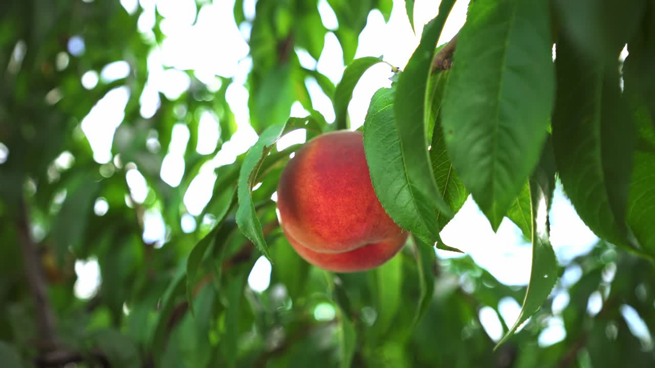 gran melocotón jugoso en el árbol. agricultura. fabuloso huerto. luz solar mágica. frutas maduran en el sol.