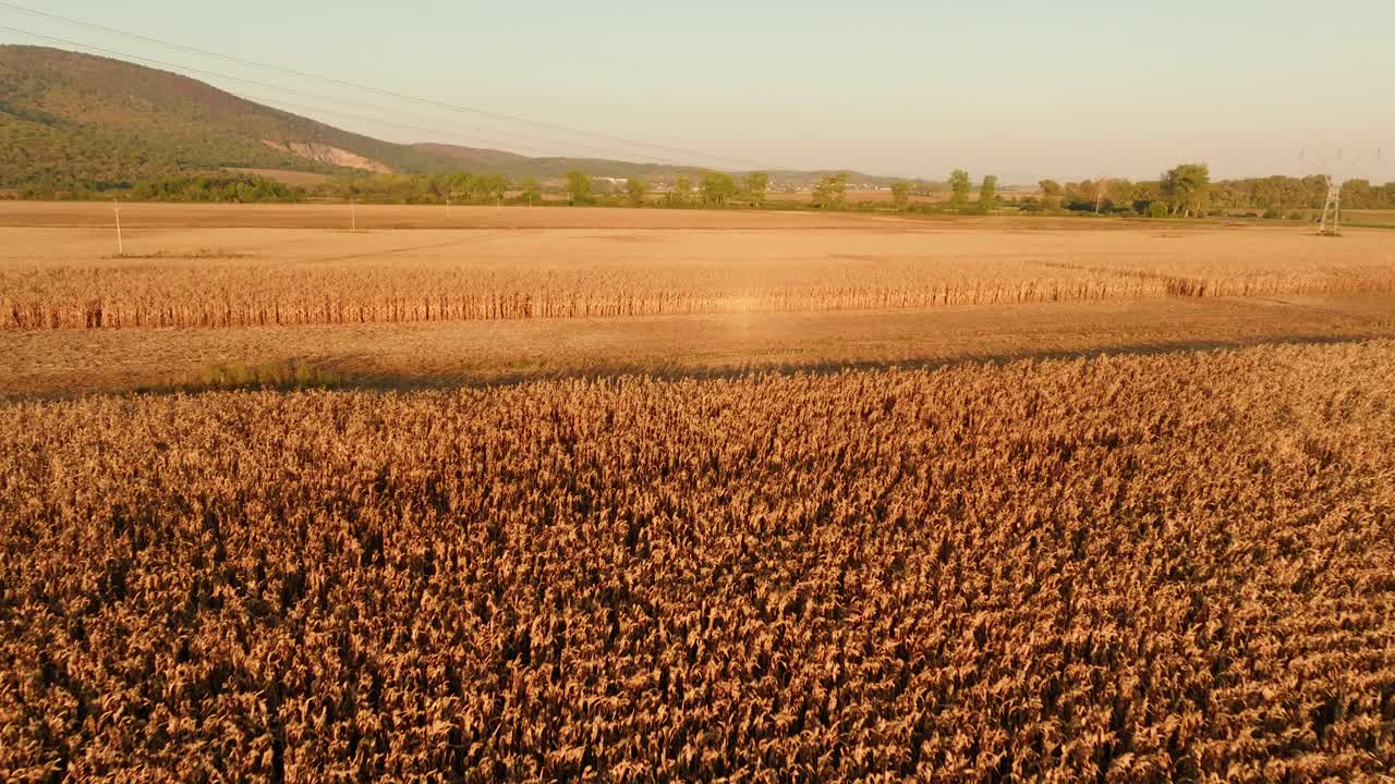 Aerial View of a Cornfield at Sunset
