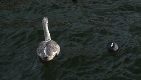 Cisne-Joven-Nadando-En-Agua-Fría-De-Invierno-Con-Una-Focha