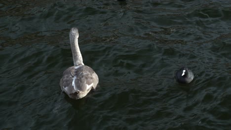 Junger-Schwan-Schwimmt-Im-Kalten-Winterwasser-Mit-Einem-Blässhuhn