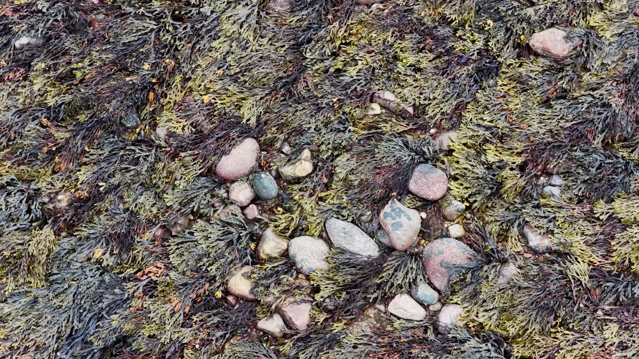 Close-up of wet rocky shore, seaweed, and tide pools under diffuse daylight, slow camera movement