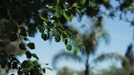 lush green leaves in focus with blurred palm trees and bright sky in the background