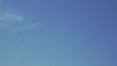 Gaviotas-Volando-En-El-Cielo-4k-50fps