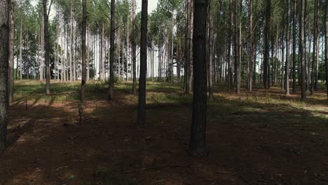 Vista-Aérea-Horizontal-Del-Control-Deslizante-Dentro-Del-Bosque-De-La-Granja-De-Pinos