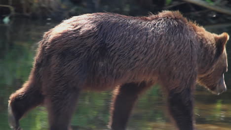 Full-frame-shaggy-Grizzly-bear-walks-along-river