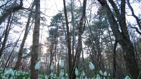 Der-Waldboden-Wird-Durch-Eine-Atemberaubende-Schneeglöckchenpracht-Verwandelt-Und-Zeigt-Den-Exquisiten-Charme-Der-Natur