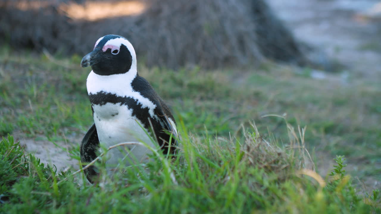African penguin cleaning plumage and stretching wings on grassy hill in afternoon in realtime