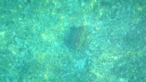 aerial flight over crystal clear water and turtle in malaysia, medium shot birds eye perspective ascending and rotating in slow motion