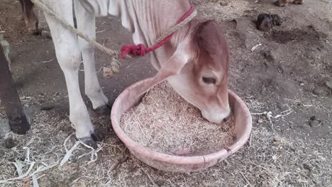 Cows eating hay in a cowshed on a dairy farm. agriculture industry farming concept