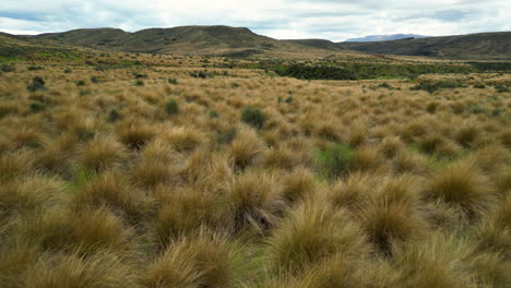 drone volando cerca del área protegida de pastizales de mechones rojos con fondo de montañas en southland cerca de mossburn, nueva zelanda