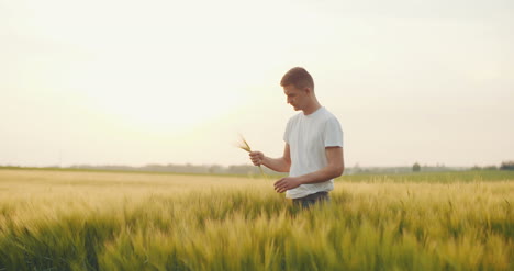 Landwirtschaft-Landwirtschaft-Ernte-Weizenbauer,-Der-Die-Weizenqualität-In-Händen-überprüft