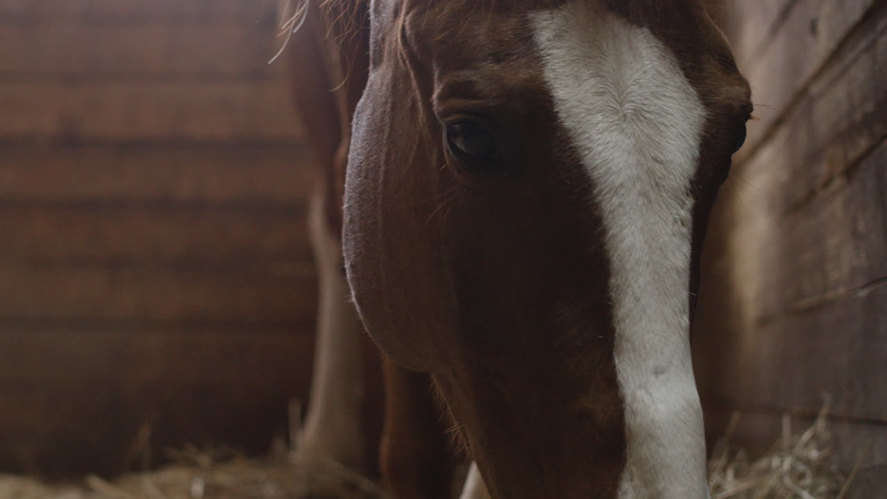 close-up de um cavalo comendo feno