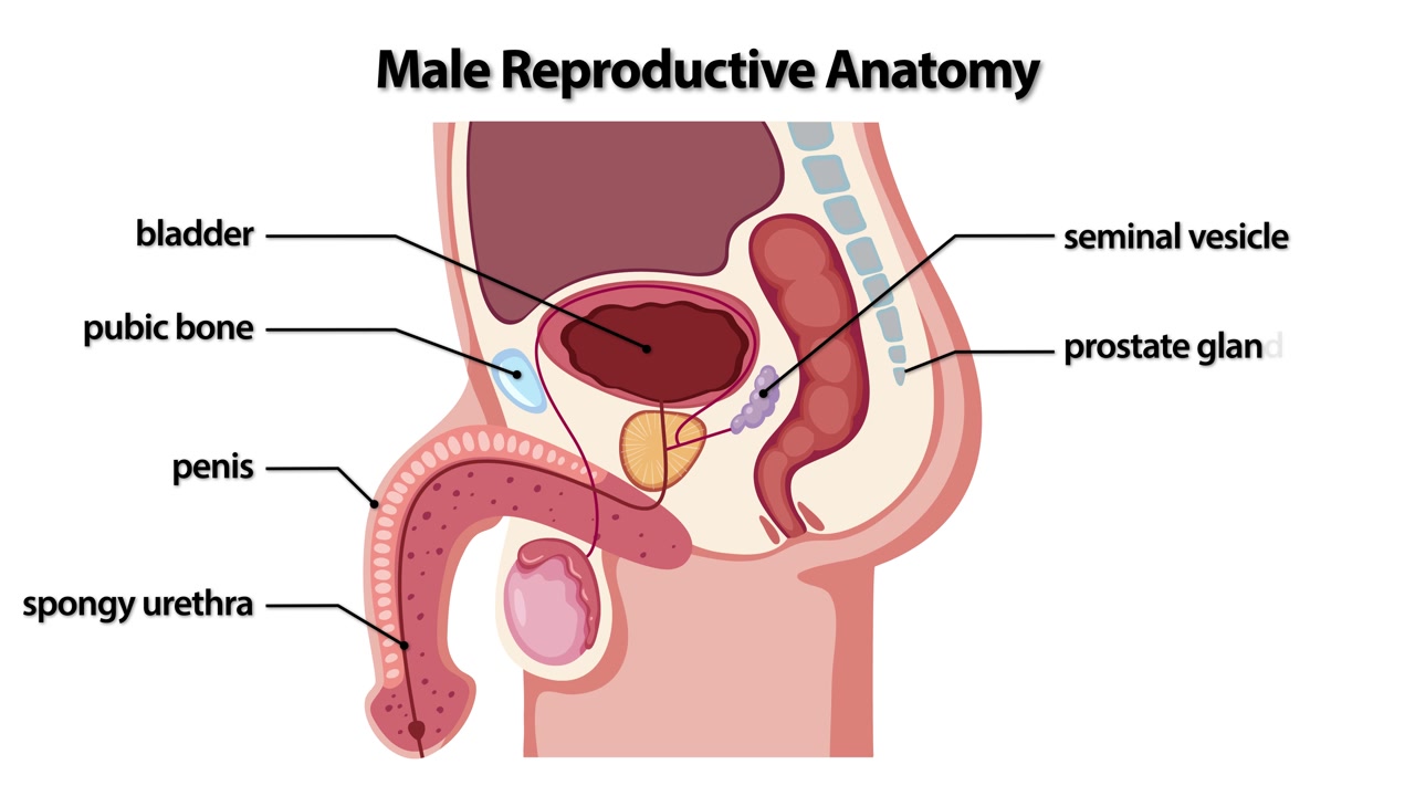 Un'illustrazione medica in flat design identifica gli organi chiave all'interno del sistema riproduttivo maschile umano