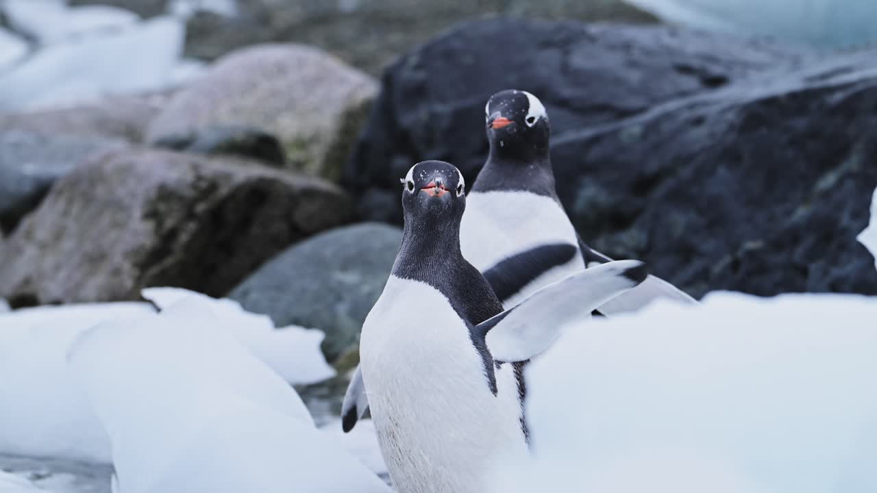 primer plano de pingüinos en la antártida, retrato de una pareja de dos pingüinos gentoo aleteando alas y secándose en una playa rocosa con hielo en la vida silvestre y animales vacaciones en la península antártica