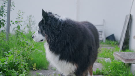 medium shot of a dog on a small walkway, looking into the camera, sitting and walking towards the camera waging the tail