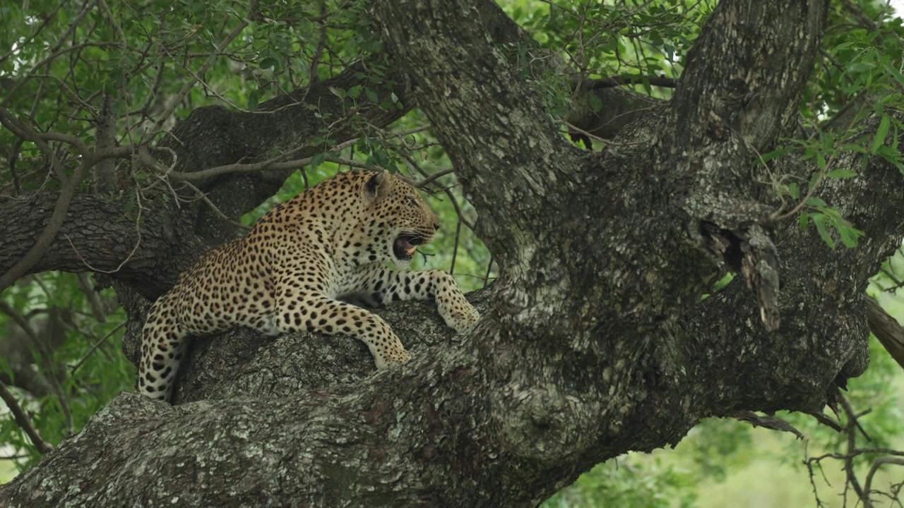 Ağacın Üstündeki Bir Dalda Yatan, Ağır Ağır Nefes Alan ve Omzunun Üzerinden Bakan Bir Leoparın Geniş Çekimi, Kruger Ulusal Parkı