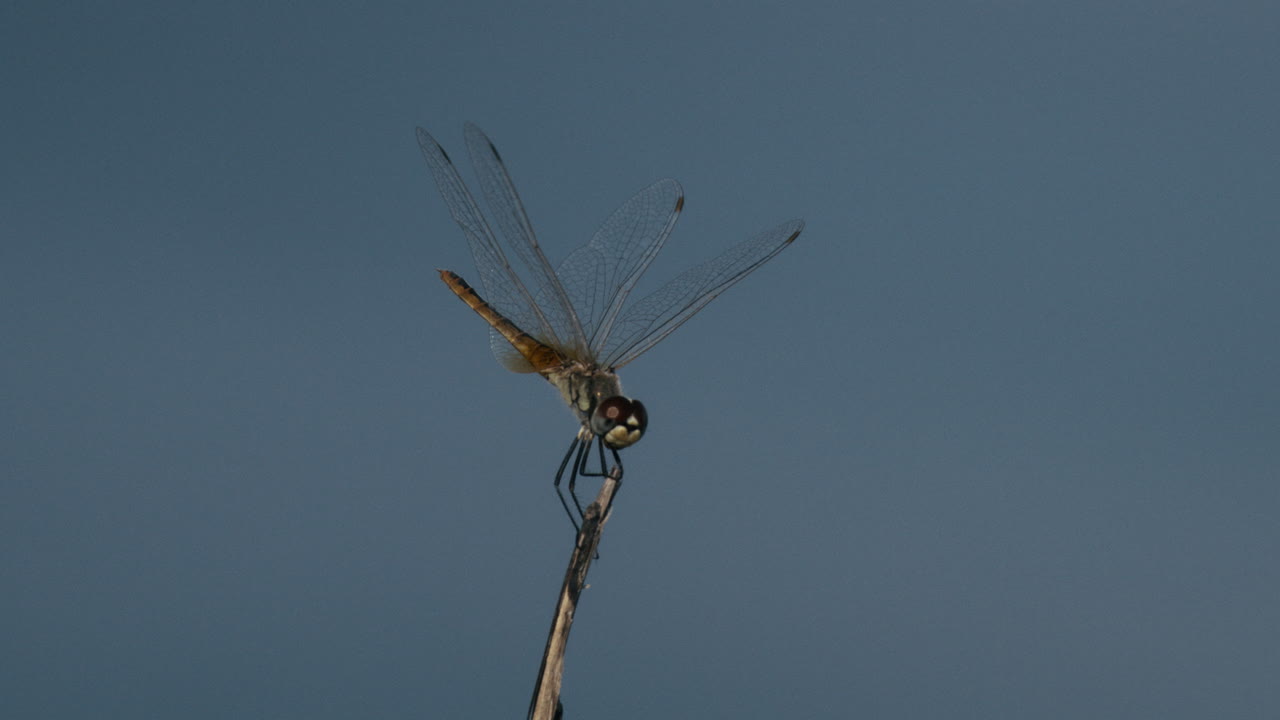 Dragonfly balances on small stick, wings moving gently in cinematic slow motion closeup