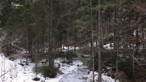 Dense-Trees-In-Forest-Revealed-Frozen-River-During-Winter