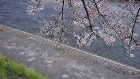 Cherry-Blossom-Tree-in-Full-Bloom,-Kamogawa-River-Kyoto-Japan