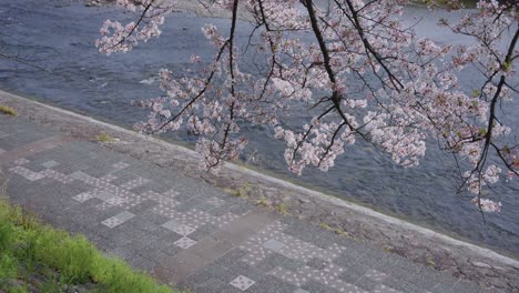 cherry blossom tree in full bloom, kamogawa river kyoto japan