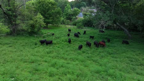 Vista-Aérea-De-Vacas-De-Carne-Pastando-En-La-Hierba-En-El-Prado