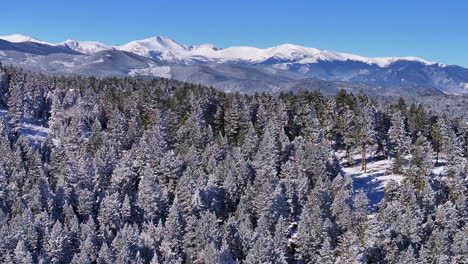 Navidad-Primera-Nieve-Hojas-Perennes-Tres-Hermanas-Rango-Frontal-Monte-Denver-Cielo-Azul-Evans-Aéreo-Cinematográfico-Zumbido-Fresco-Helada-Mañana-Hermosa-Cielo-Azul-Pinos-Escarchados-Adelante-Panorámica-Revelar