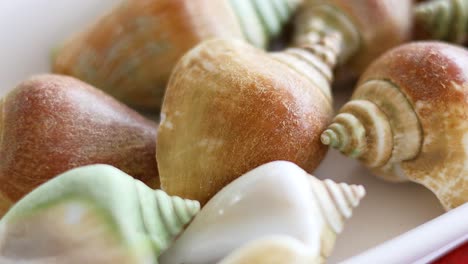 close-up view of conch shells in a dish