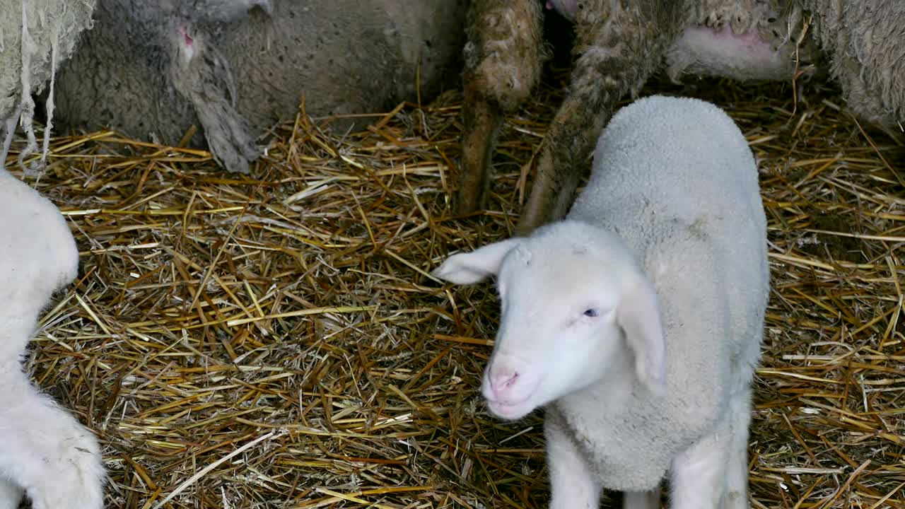 ovejas y corderos en animales de granja