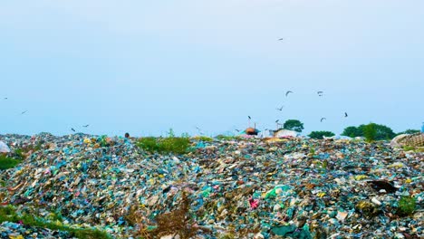 birds hovering over pile of garbages on the landfill