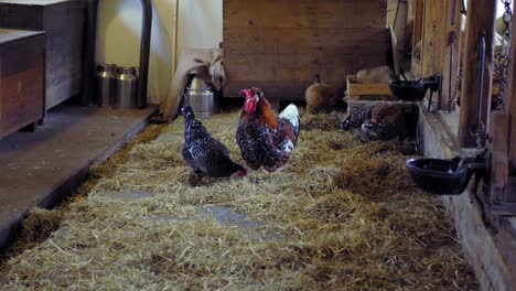 Chicken-and-rooster-grazing-on-a-farm
