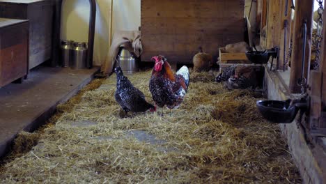 chicken and rooster grazing on a farm