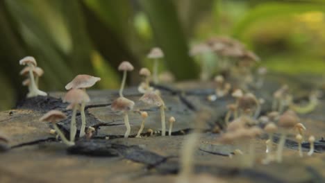 mushrooms on log - slow pullout shot